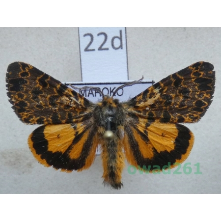 Maurica joiceyi (Talbot, 1928) male ex. ovo Morocco22d